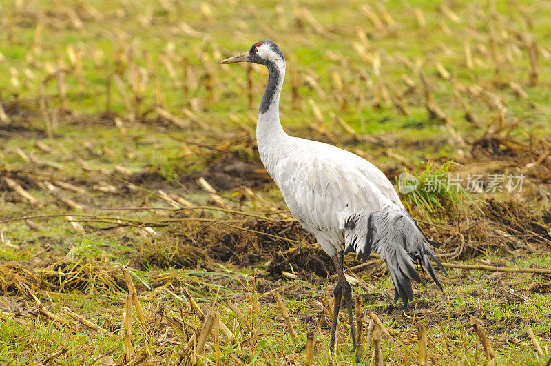 在迁徙季节的普通鹤(Grus Grus)